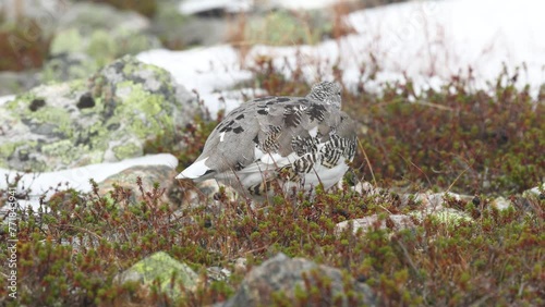 Rock ptarmigan walking on colorful ground on cold autumn day with fresh snow in the mountains of Urho Kekkonen National Park, Northern Finland	 photo