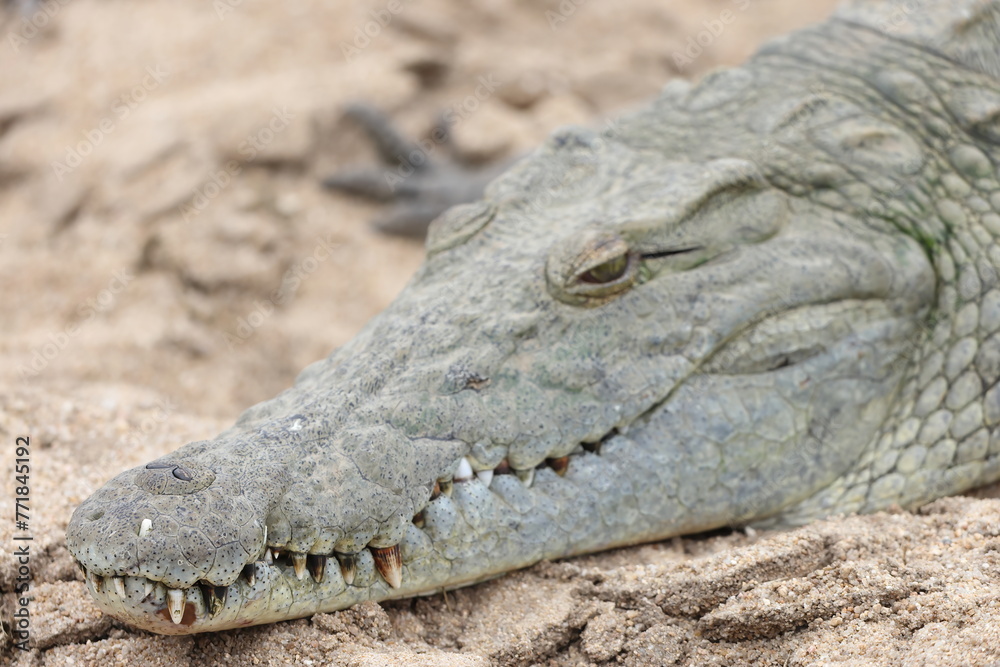 Obraz premium The Nile crocodile (Crocodylus niloticus cowiei ) is a large crocodilian native to freshwater habitats in Africa. This photo was taken in South Africa.