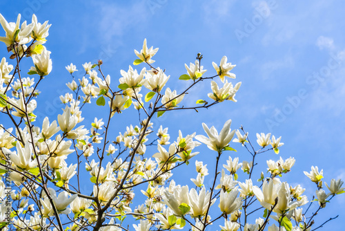 Yellow magnolia blooming under blue sky © WR.LILI