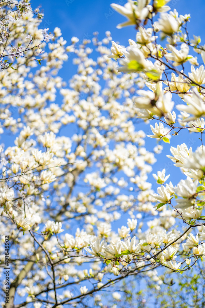 Background of yellow magnolia branches looking up