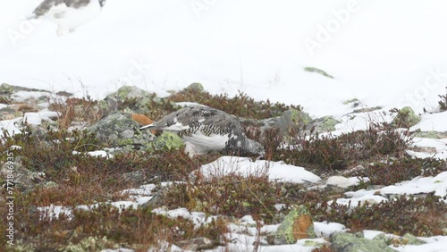 Rock ptarmigan walking and looking for food on cold autumn day with fresh snow in the mountains of Urho Kekkonen National Park, Northern Finland	 photo