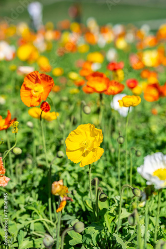 Colorful poppies blooming in spring