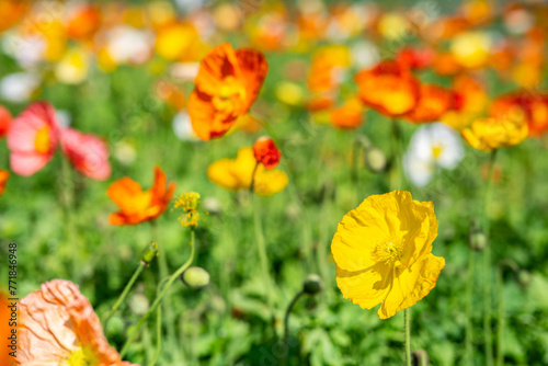 Colorful poppies blooming in spring © Lili.Q