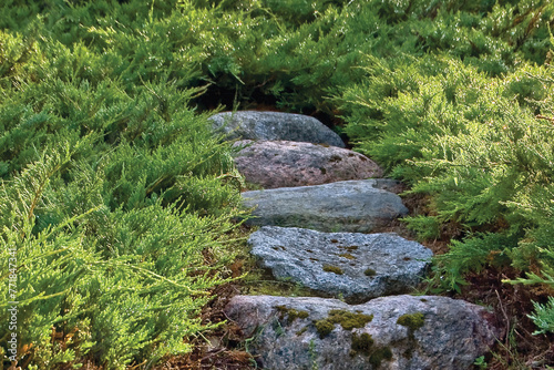 Stone stair pathway trail steps, grey and red colorful granite rock stairway pavement path in sunny summer garden, large detailed horizontal juniper growth footpath pattern closeup