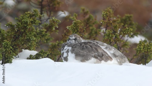Rock ptarmigan resting on snow on cold autumn day in the mountains of Urho Kekkonen National Park, Northern Finland photo
