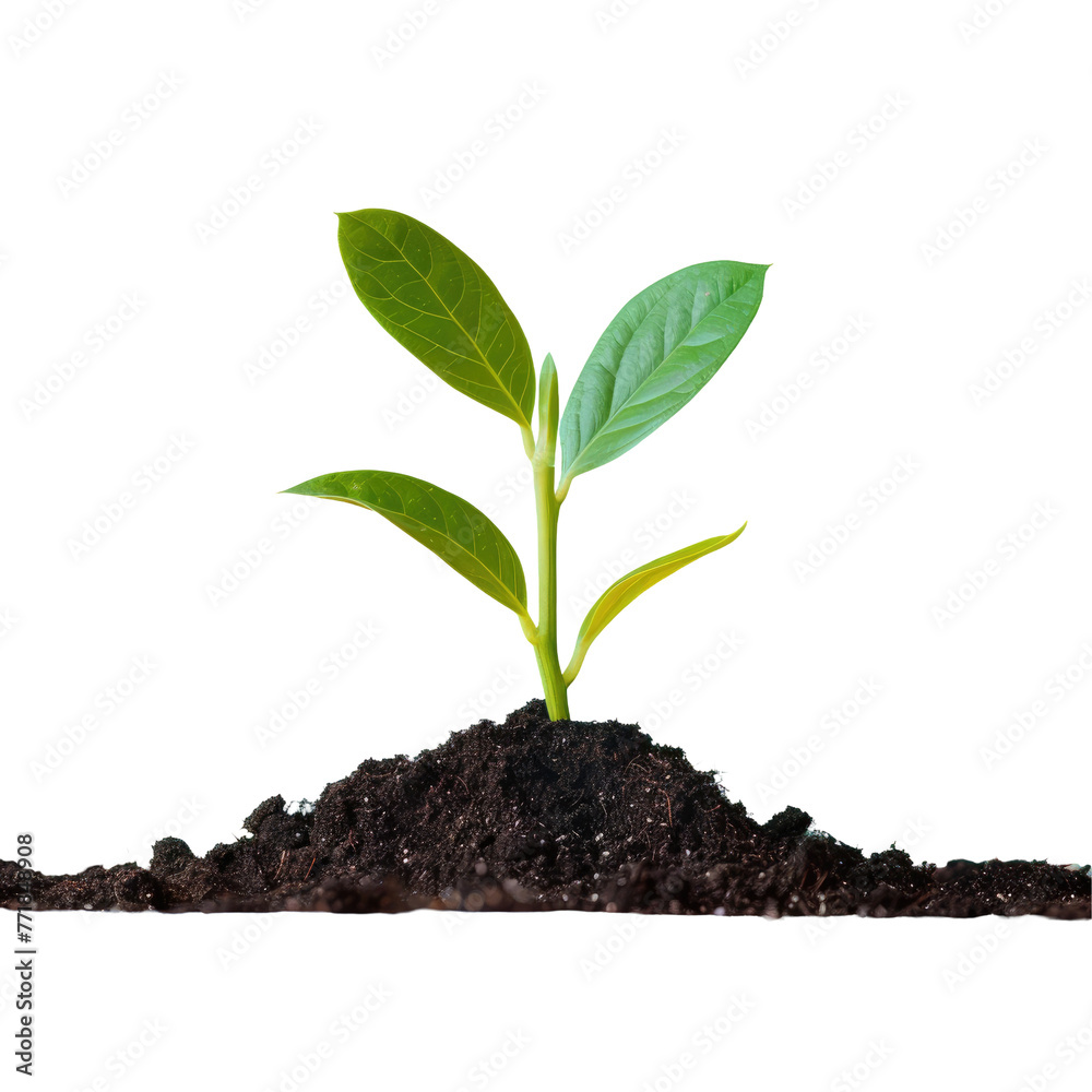 A terrestrial plant emerges from dark soil in a rectangular landscape