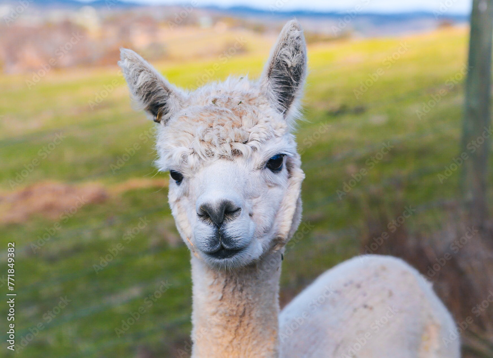 Obraz premium close up of a alpaca