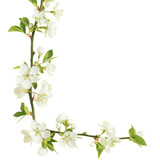 Artistic depiction of white flowers and green leaves on a transparent background