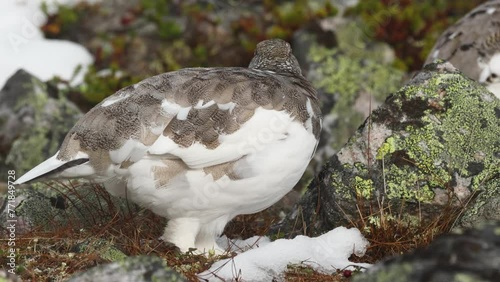 Rock ptarmigan walking on cold autumn day with fresh snow in the mountains of Urho Kekkonen National Park, Northern Finland	 photo