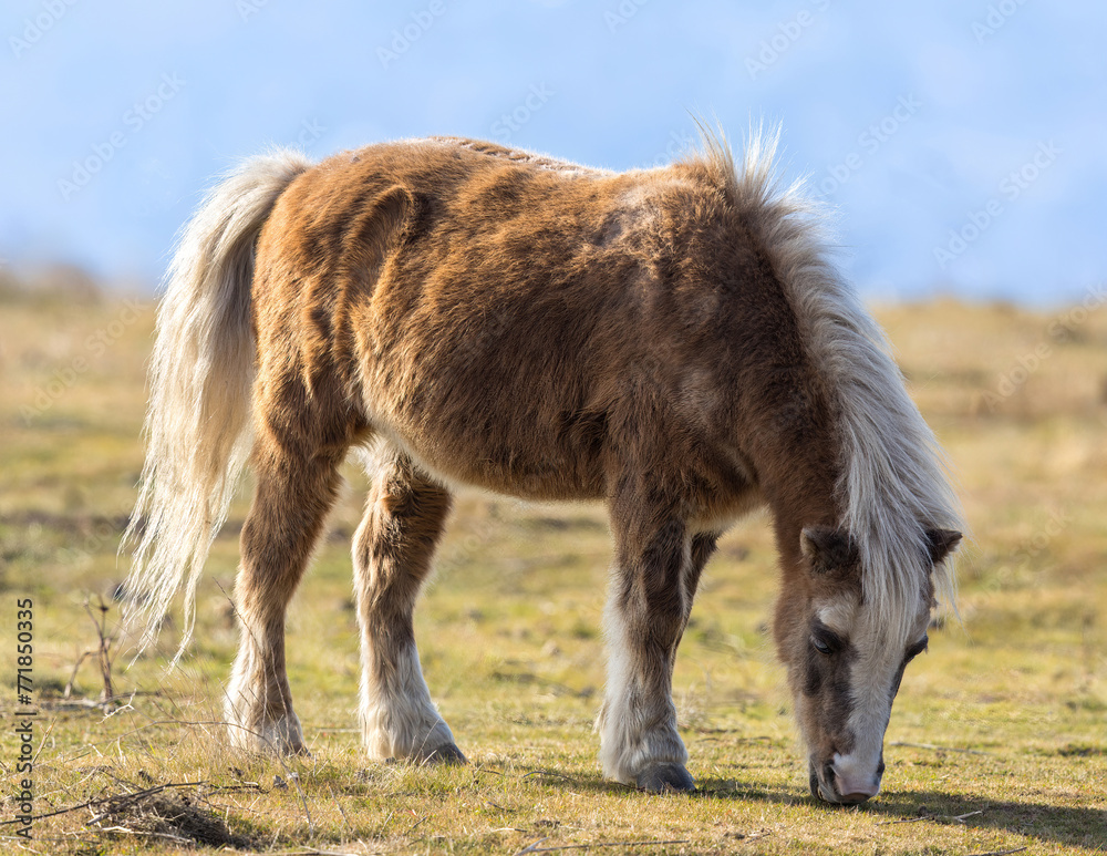 Pony grazing in the field. Bay Area, California, USA. Pony grazing in the field. Bay Area, California, USA.