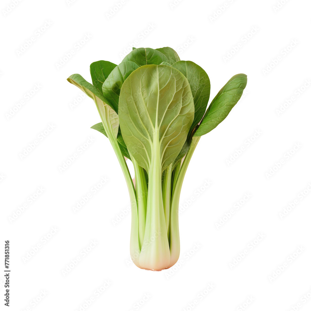 Green leaves contrast against a transparent background in a plant Green leaves contrast against a transparent background in a plant