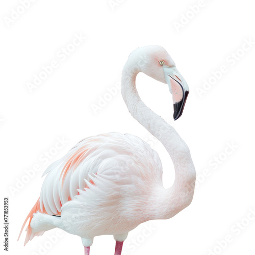 A Greater flamingo with a long neck stands gracefully on a transparent background