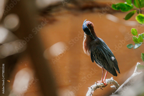 La garcita verdosa o garcita verde es una especie de ave pelecaniforme de la familia Ardeidae. ​ photo