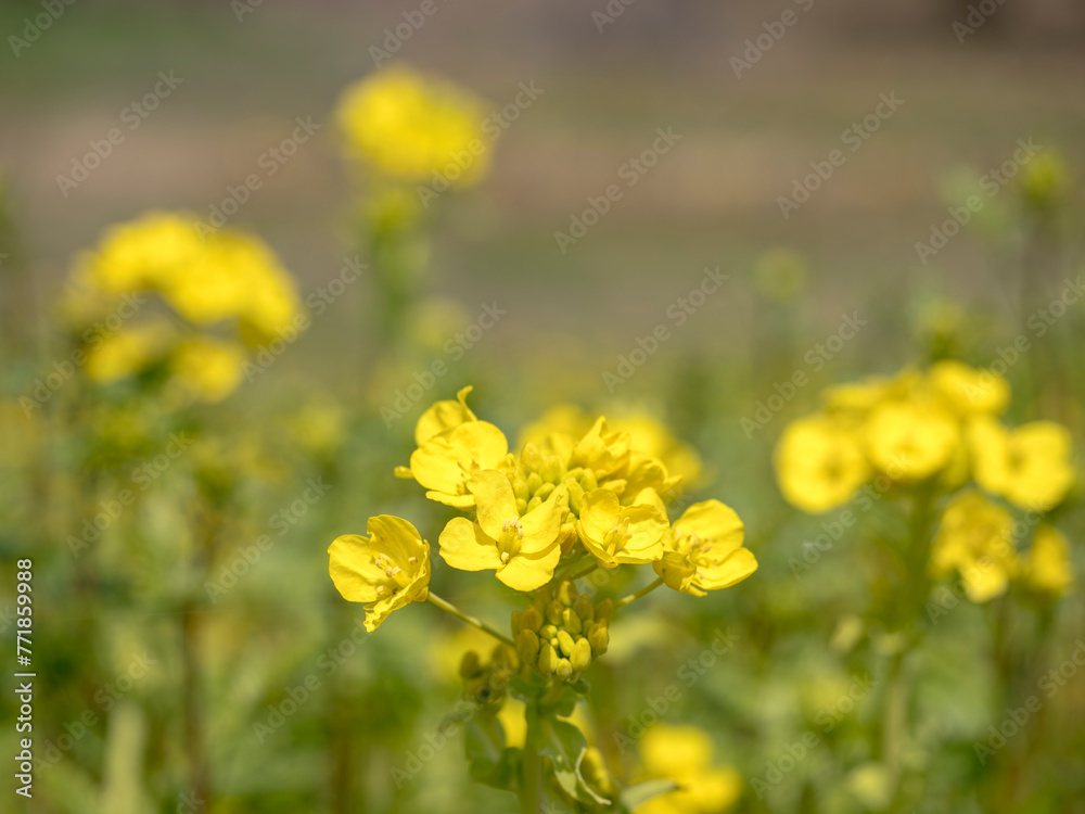 咲き始めの黄色い菜の花