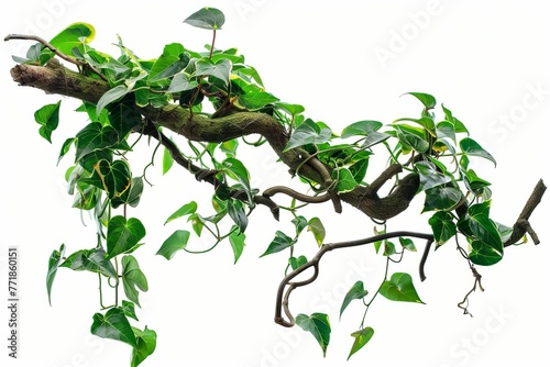 Graceful twisted jungle branch with lush green plant  isolated on white  nature photo