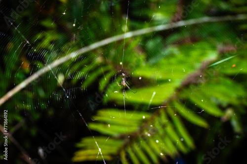 Spider and web Leucauge argyra photo