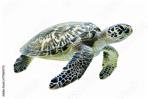 Green sea turtle swimming, marine animal isolated on white background, wildlife photo
