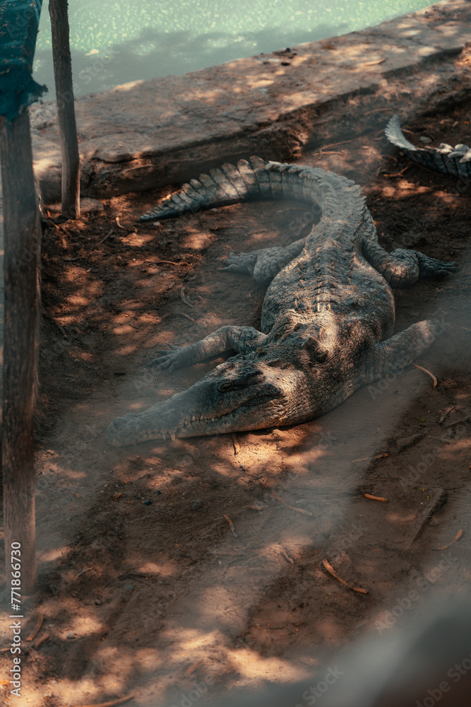 caiman near the river of Peru caiman near the river of Peru