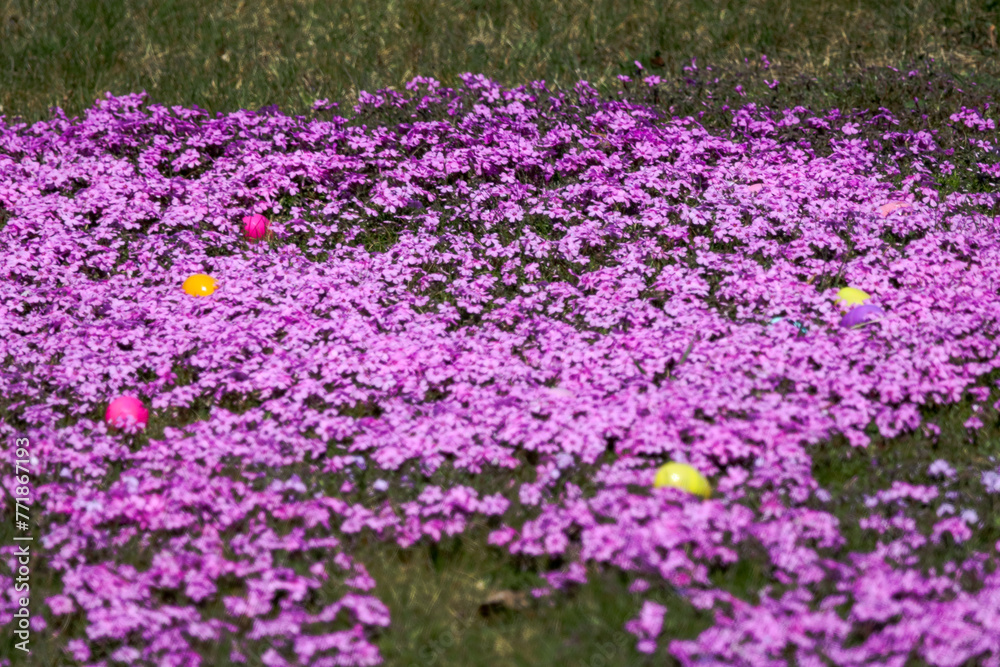 Easter Egg Hunt Easter Egg Hunt
