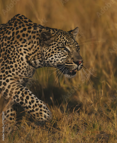 portrait of a leopard © BUCKY AnimalVisions
