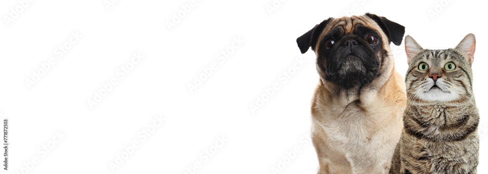 Cute pug dog and cute tabby cat on white background. Banner design with space for text