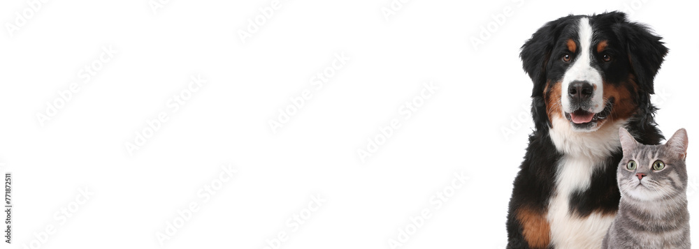 Bernese mountain dog and gray tabby cat on white background. Banner design with space for text Bernese mountain dog and gray tabby cat on white background. Banner design with space for text