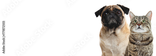 Cute pug dog and cute tabby cat on white background. Banner design with space for text