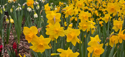 Sprouted spring flowers daffodils in early spring garden