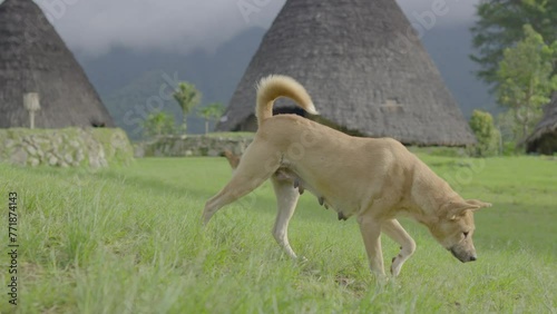 Dogs guard the remote and mysterious village of Wae Rebo, Indonesia