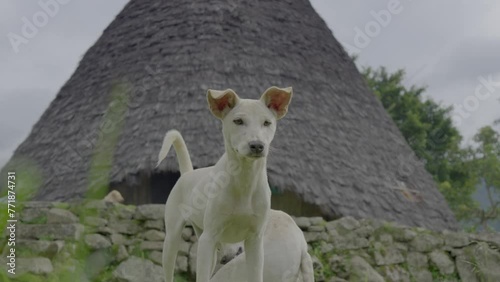 Dogs guard the remote and mysterious village of Wae Rebo, Indonesia