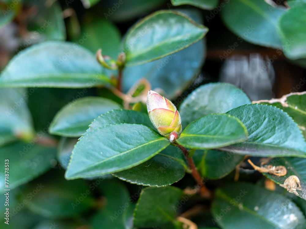 山茶花の蕾 山茶花の蕾