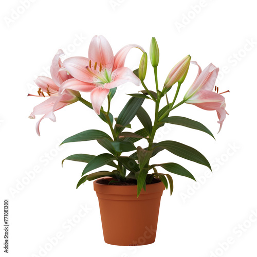 Houseplant with pink flowers and green leaves in a flowerpot on a transparent background