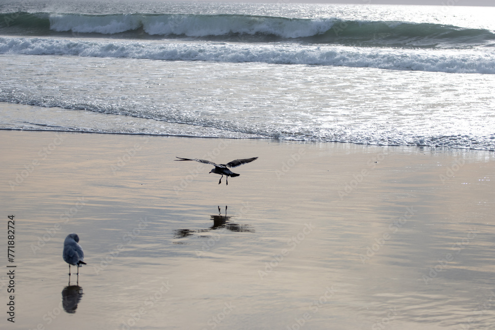 gaviota planeando en la playa atardecer gaviota planeando en la playa atardecer