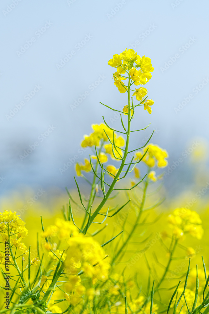 Obraz premium 青空に向かって咲く菜の花 