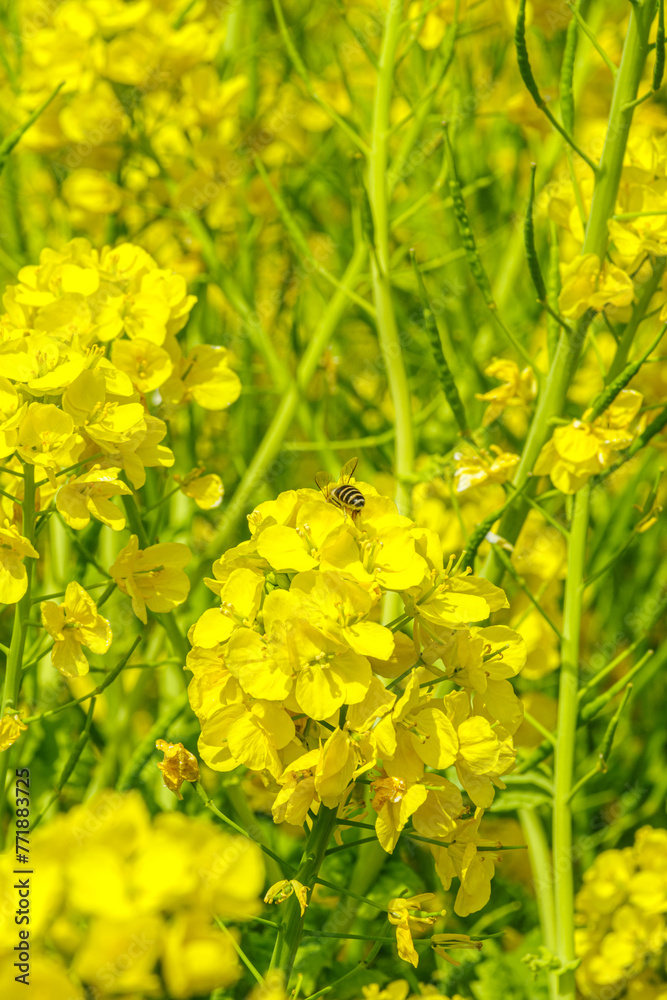 Obraz premium 青空に向かって咲く菜の花 