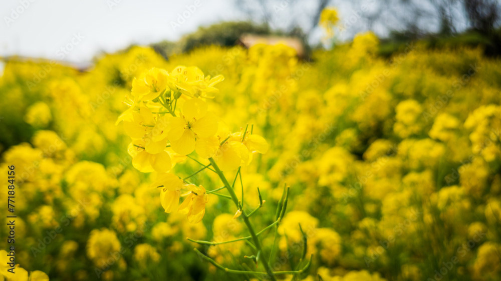 青空に向かって咲く菜の花
