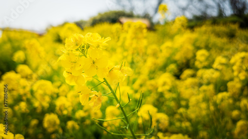 青空に向かって咲く菜の花 