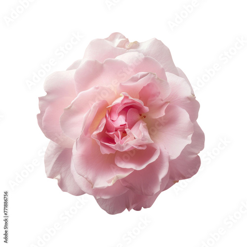 Closeup photo of a pink Rosa centifolia rose on transparent background