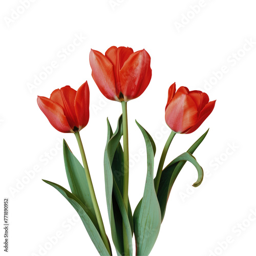 Three red tulips with green leaves in a creative painting on a transparent background