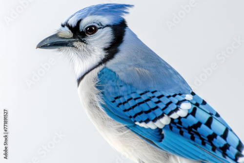 Stunning Blue Jay Profile with Intricate Feather Patterns on Light Background photo