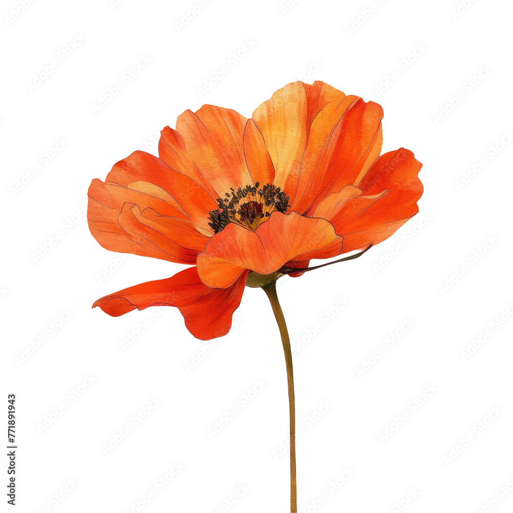 Single orange flower on transparent background, macro photography of flowering plant Single orange flower on transparent background, macro photography of flowering plant