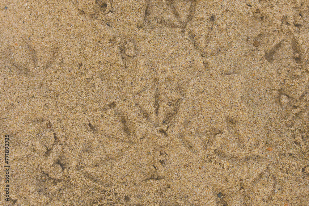 Seabird tracks seagulls on beach sand top view close-up footprints trail Seabird tracks seagulls on beach sand top view close-up footprints trail