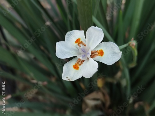 flor de orquídea blanca ,white orchid flower 