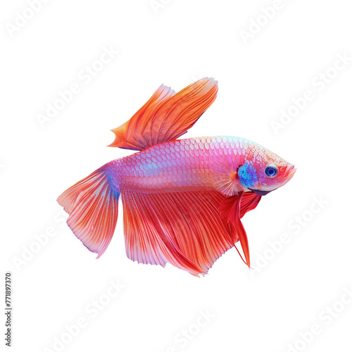 Colorful betta fish swims gracefully amid the transparent background