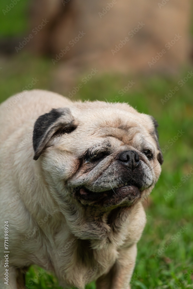 Portrait of old pug dog with white hairs standing on grass ground