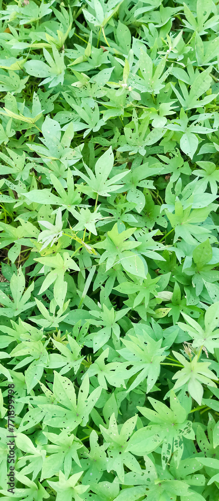 Fototapeta premium Green leaves of the plant, background green leaves of the plant
