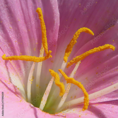 夏にサフランモドキがピンク色の花を咲かせています photo