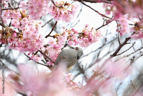 鳥と桜