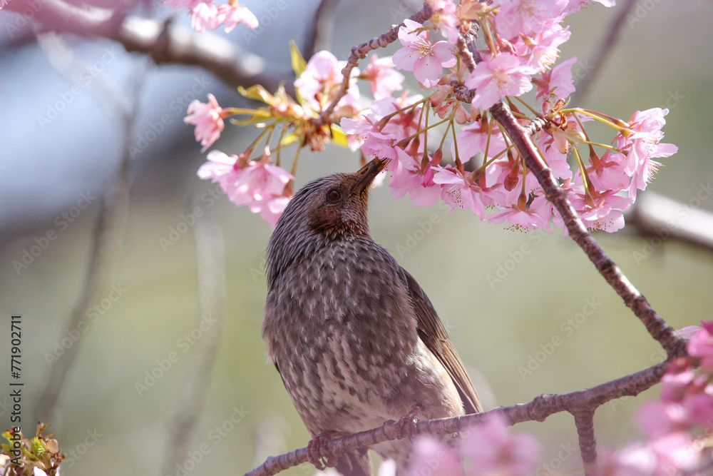 桜をついばむ鳥 桜をついばむ鳥