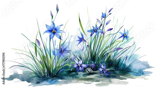 Blue-eyed Grass Watercolor illustration. Hand drawn underwater element design. Artistic vector marine design element. Illustration for greeting cards, printing and other design projects.  photo